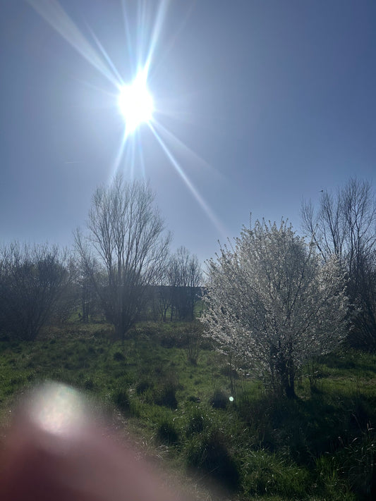 Spring Reflections and Life Lessons